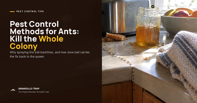 Pest Control Methods for Ants: How the Pros Kill the Whole Colony