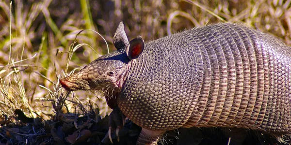 A nine-banded armadillo with a textured, armored shell walks through dry grass and leaves in a sunlit outdoor setting.