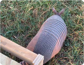 Caught Him Third Night!