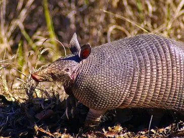 An armadillo with a textured, armored shell walks through dry grass and leaves in a natural outdoor setting.