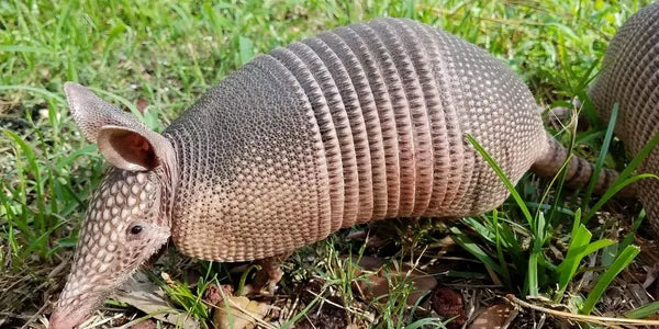 A nine-banded armadillo with a leathery, segmented shell is walking on grass and soil, surrounded by green plants. Its head is pointed downward, and its ears are upright.