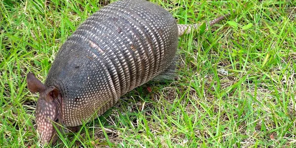 An armadillo with a segmented, armored shell is walking through green grass. Its long tail and pointed ears are visible.