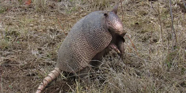An armadillo with a leathery, segmented shell and a long, ringed tail is standing on dry grass and dirt, blending into the brown and green surroundings.